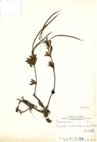 藏品(高山石吊蘭)的圖片